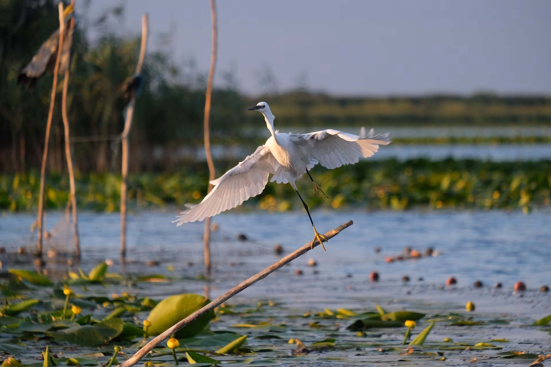 Bird in lake naivasha