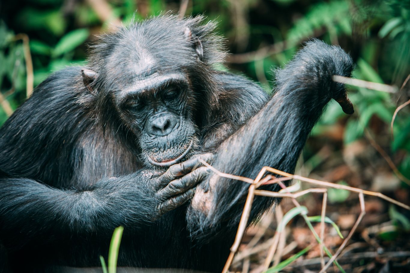 Chimpanzee in Uganda