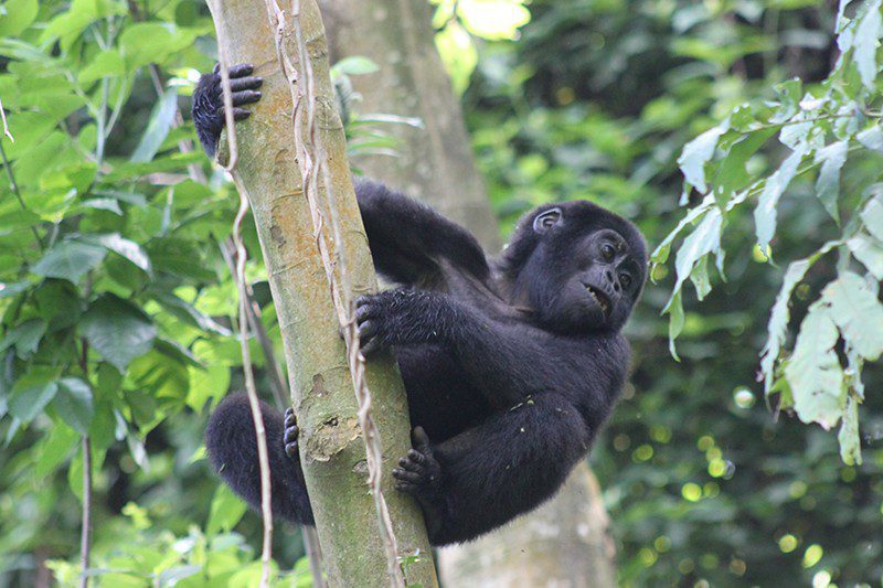Cute gorilla in Uganda