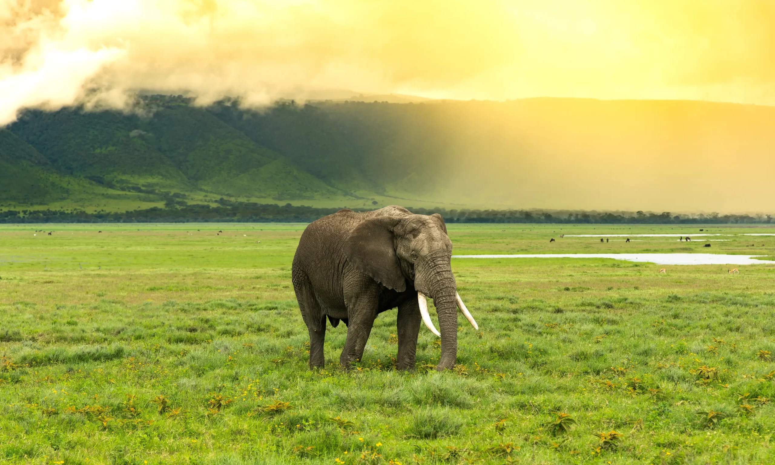 Elephant in Ngorongoro crater
