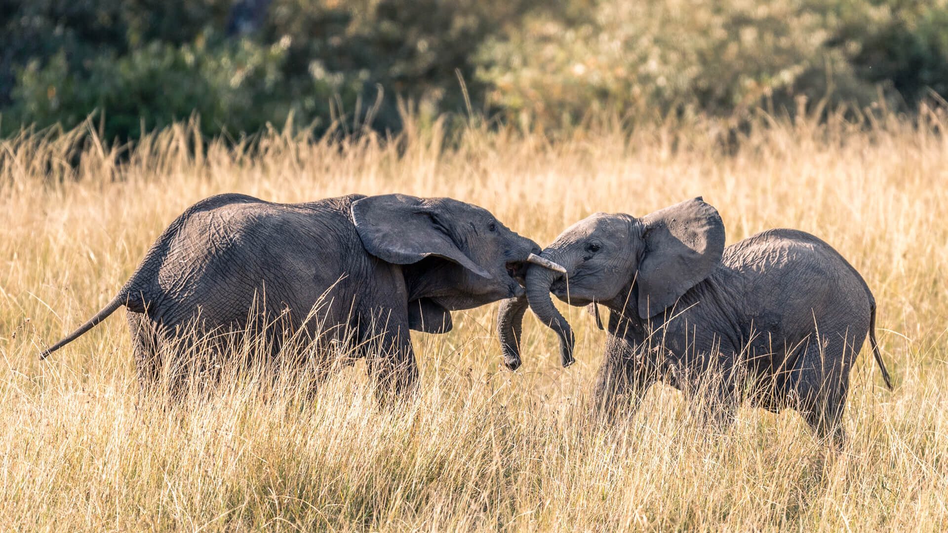 Fighting-ELephants-in-Masai-Mara.jpg