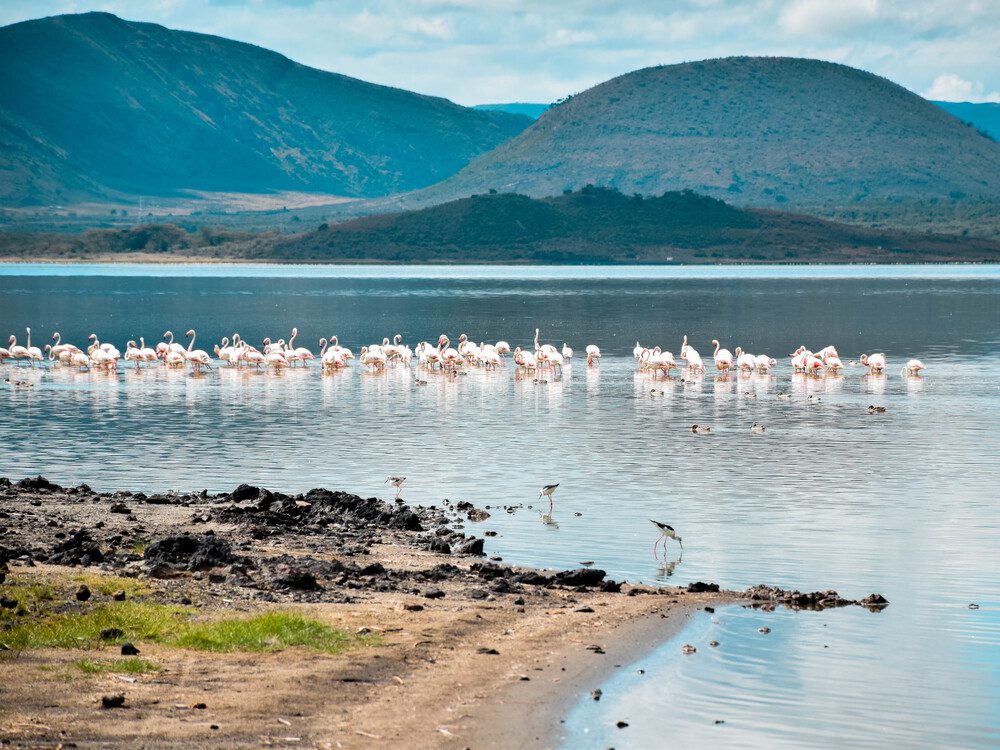 Flamingoes,In,Lake,Elementaita,In,Nakuru,Kenya