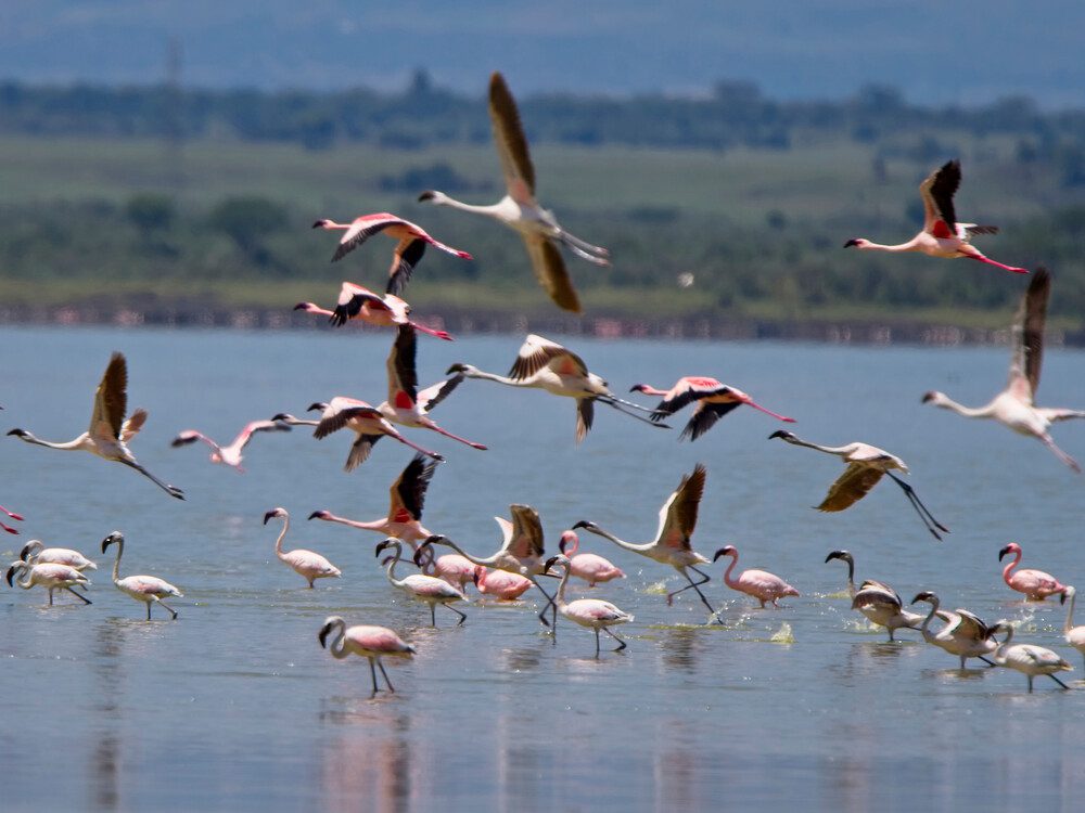 Lesser,Flamingoes,(phoeniconaias,Minor),In,Flight,Over,Lake,Elementaita,,Rift