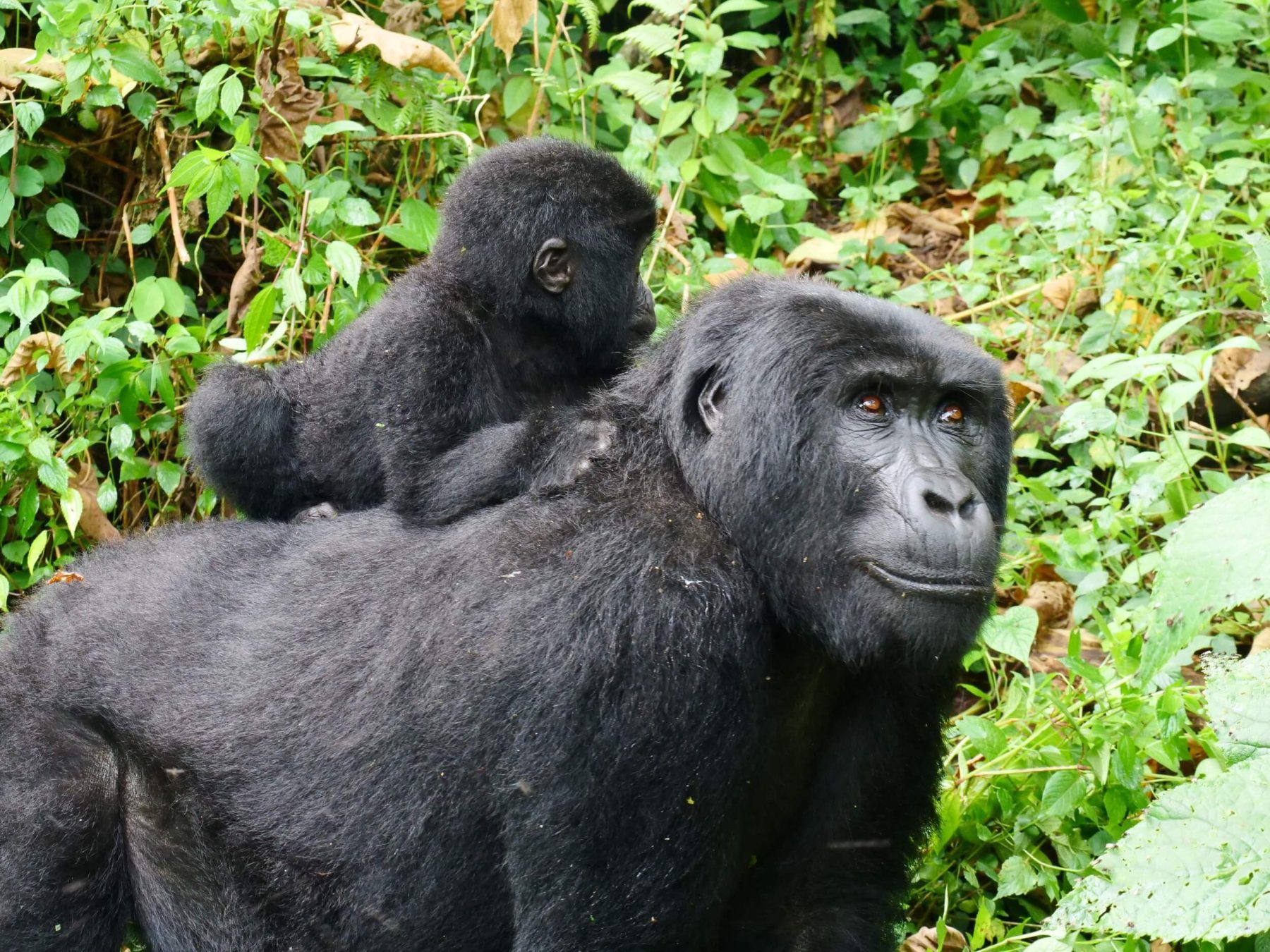 Gorilla in rwanda 1
