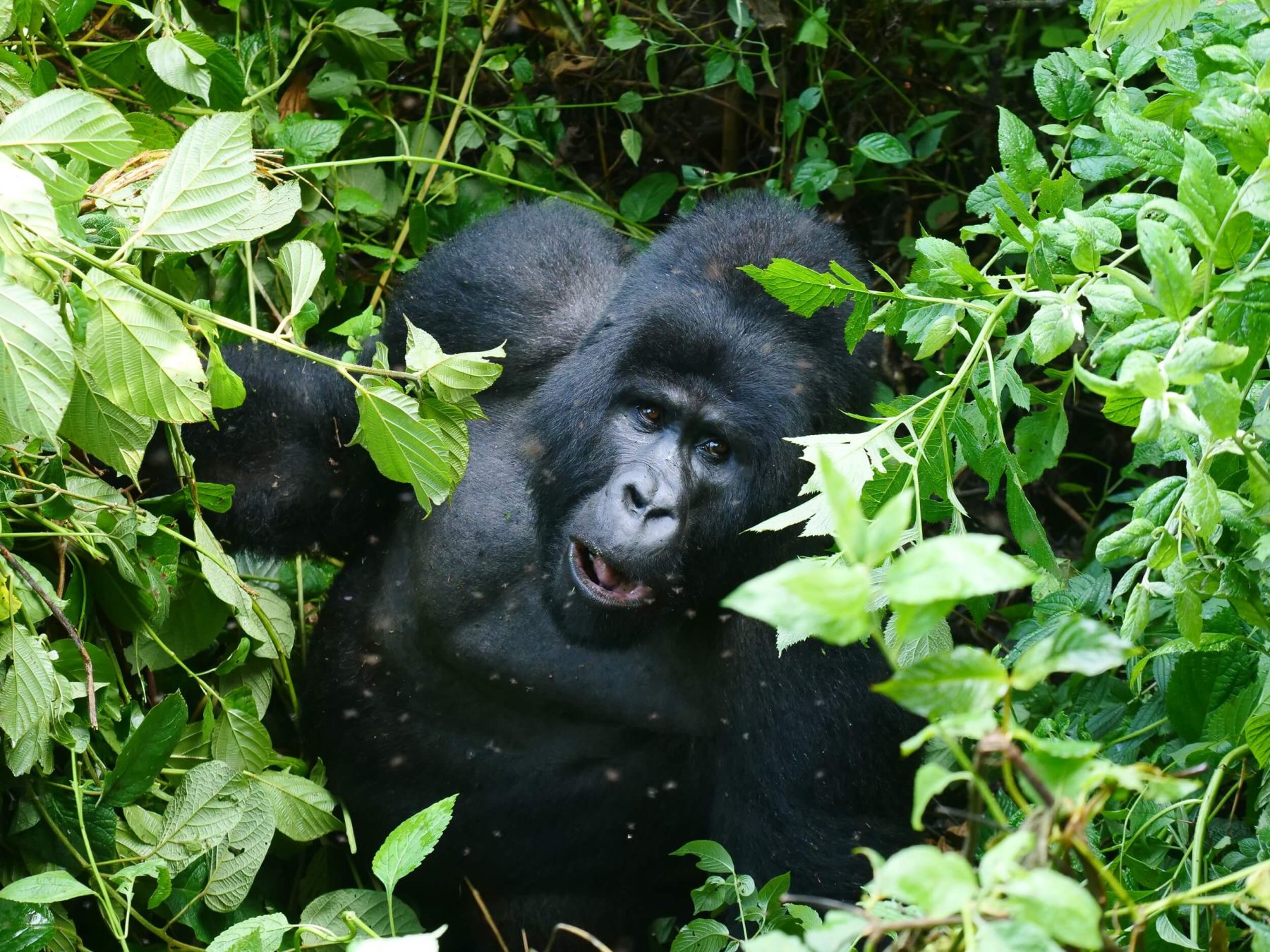 Gorilla in rwanda 2