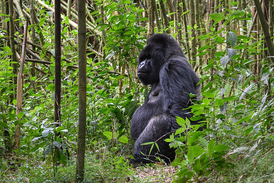 Gorillas in Rwanda and Uganda 1