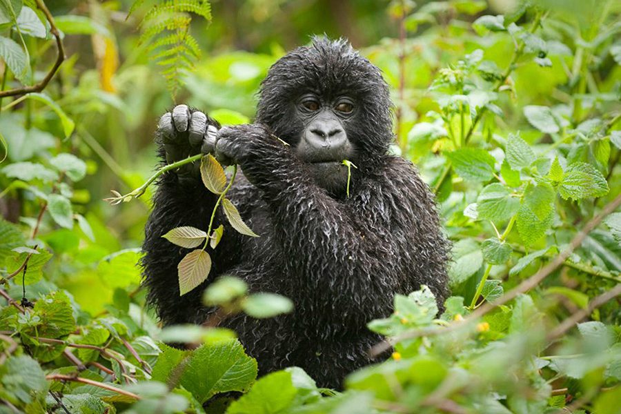 Gorillas in Rwanda and Uganda 2
