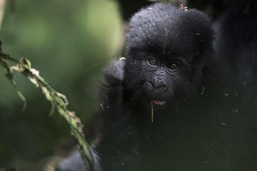 Gorillas in Rwanda and Uganda 3