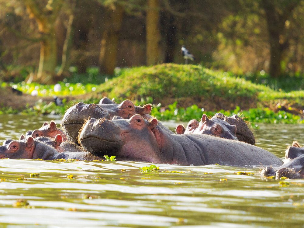 Hippopotamus,Showing,Over,The,Waters,Of,Lake,Naivasha