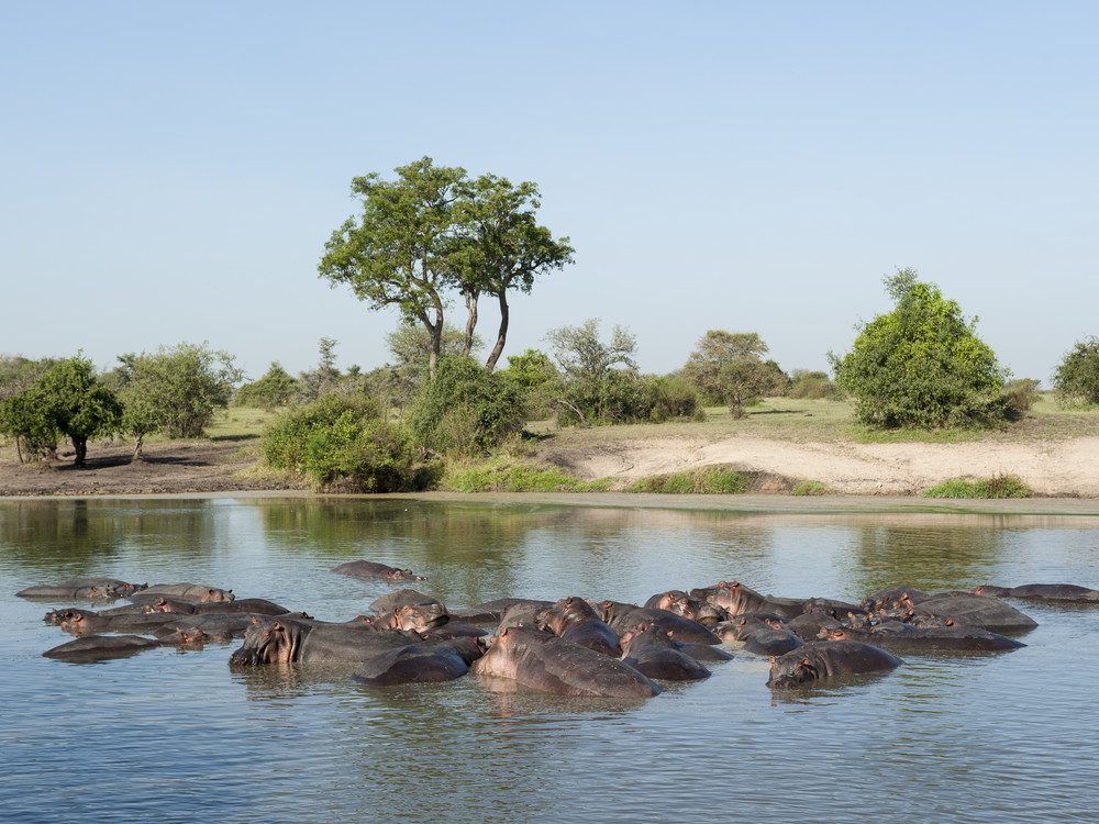 Hippos in Lake Naivasha