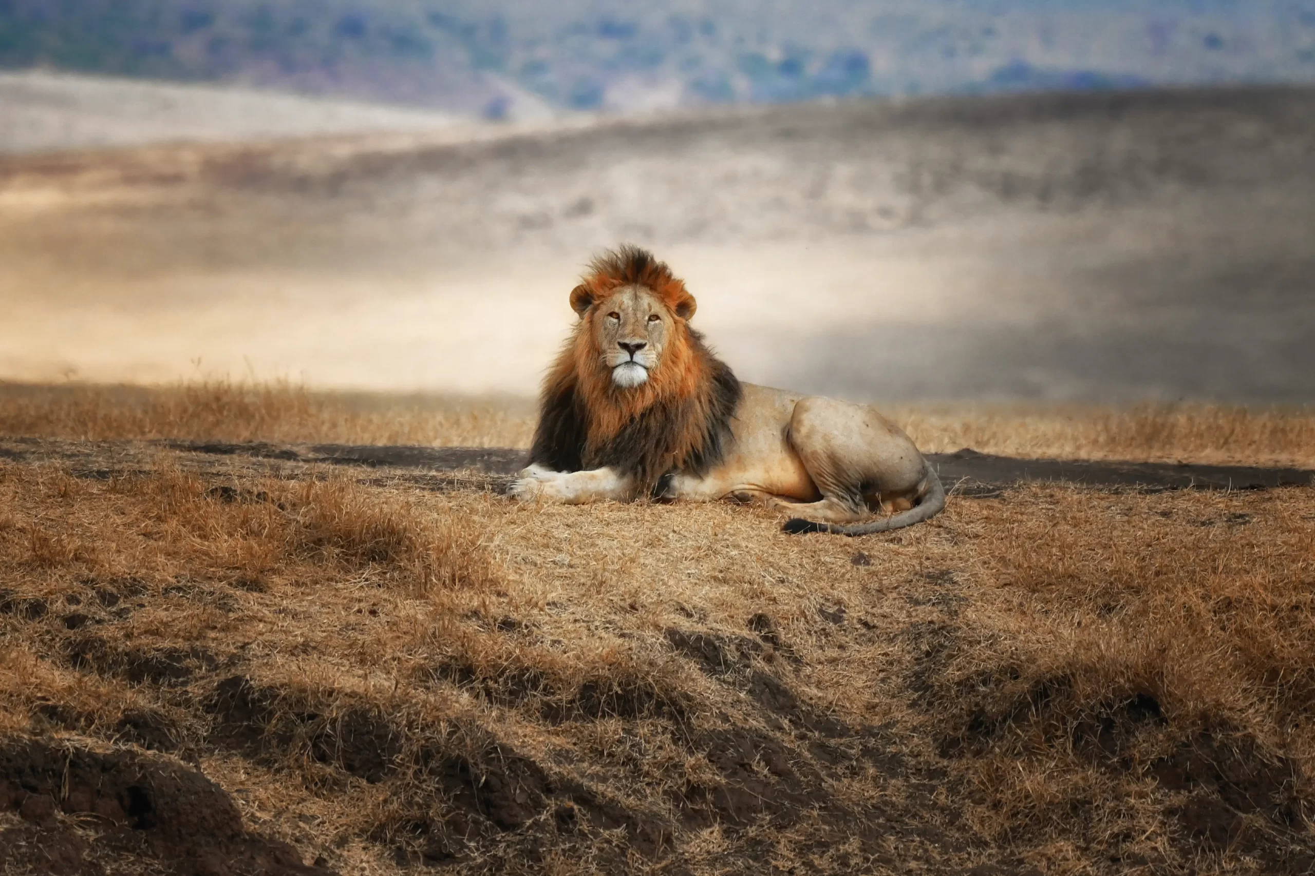 Lion in Ngorongoro crater