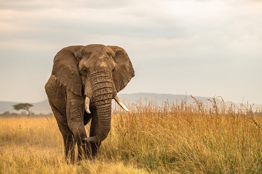 Masai Mara National Reserve Elephant