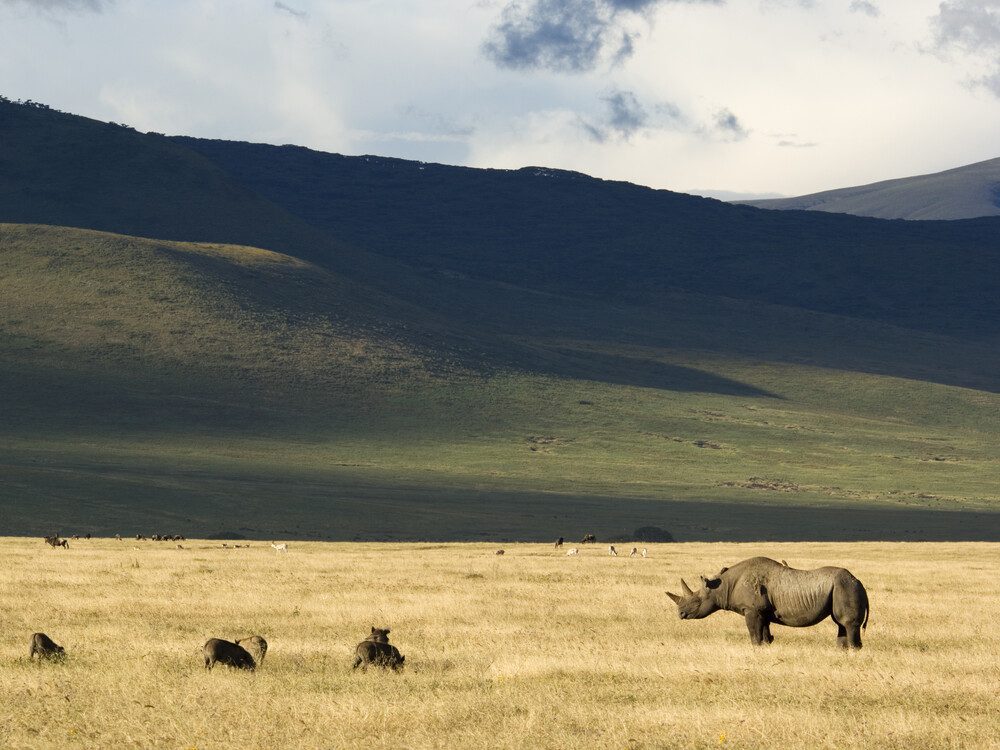 Tanzania, Ngorongoro crater, Black rhinoceros (Diceros bicornis) and warthogs