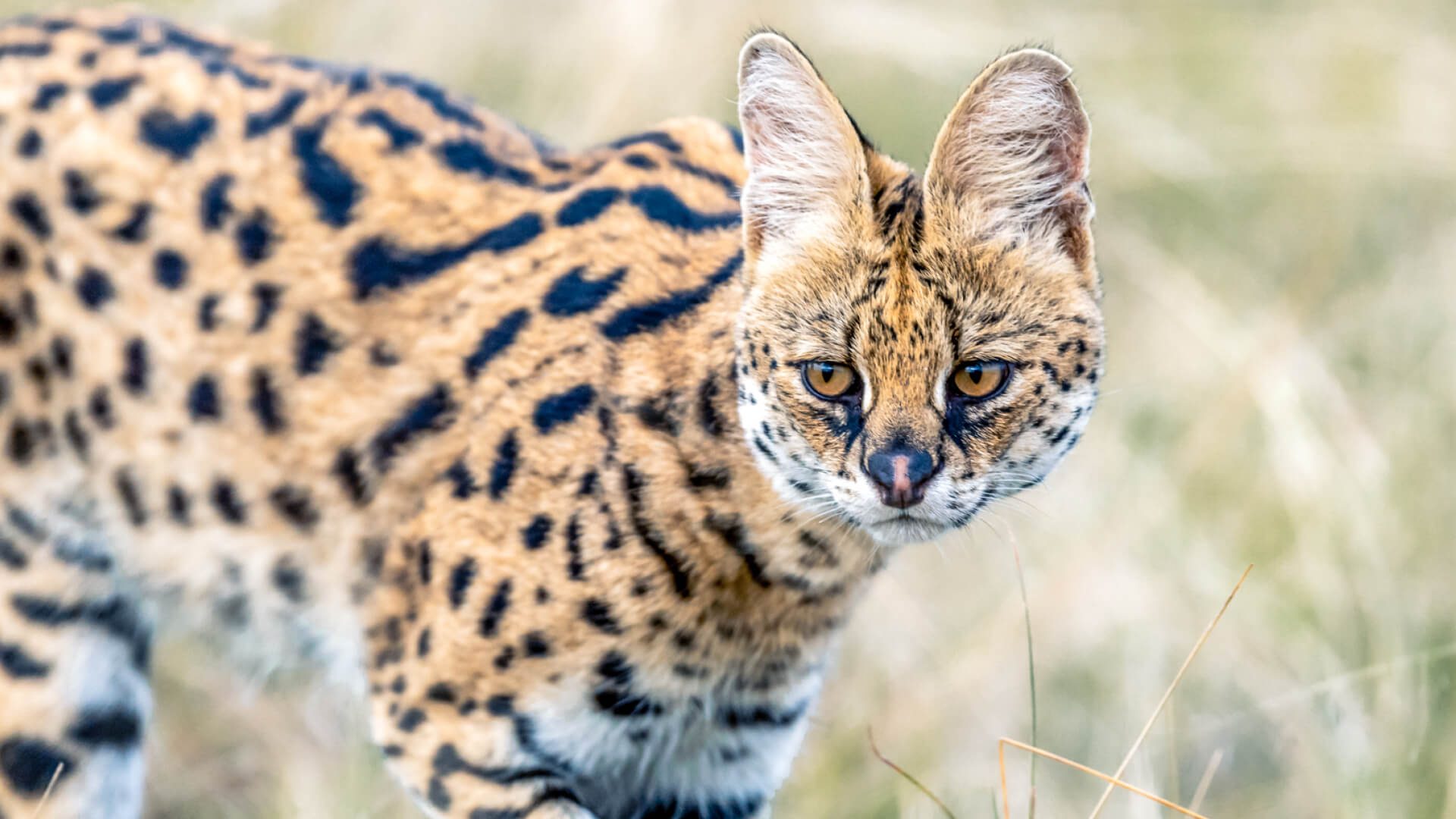 Wild sphinx in masai Mara