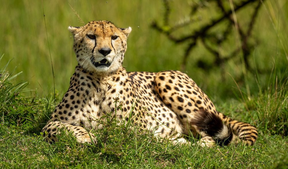 cheetah relaxing in the wild mara