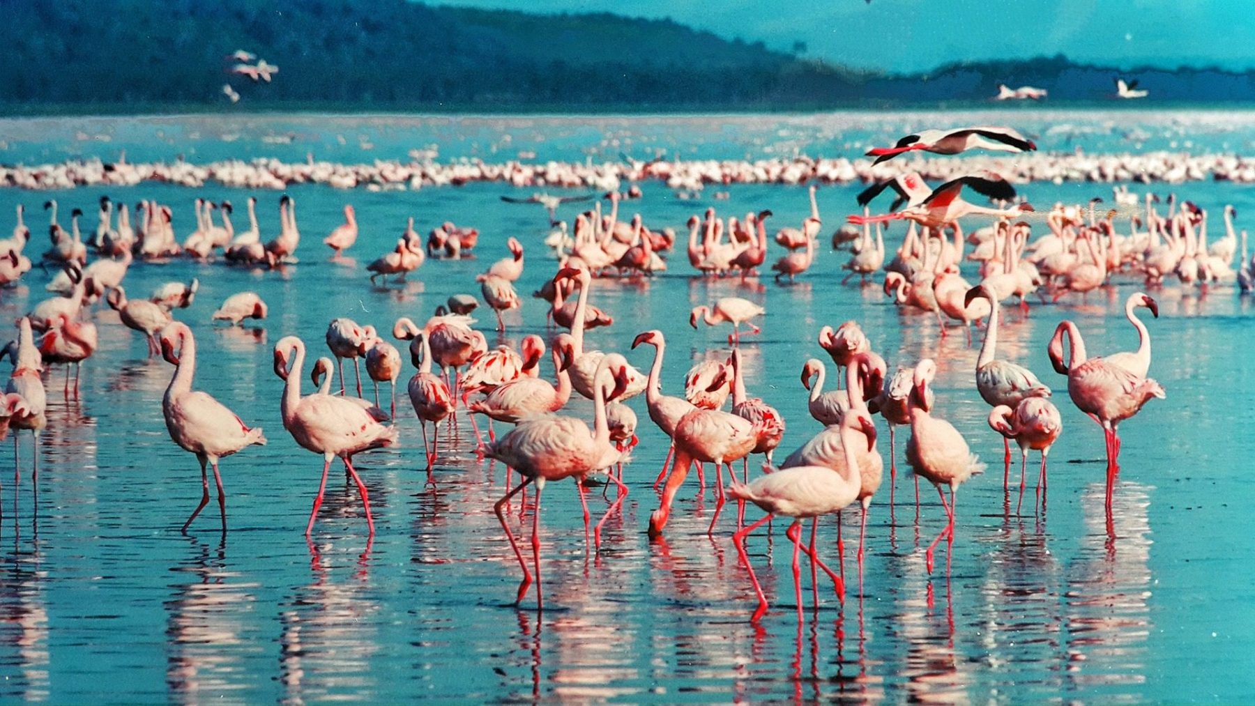flamingo flock in lake Nakuru 2
