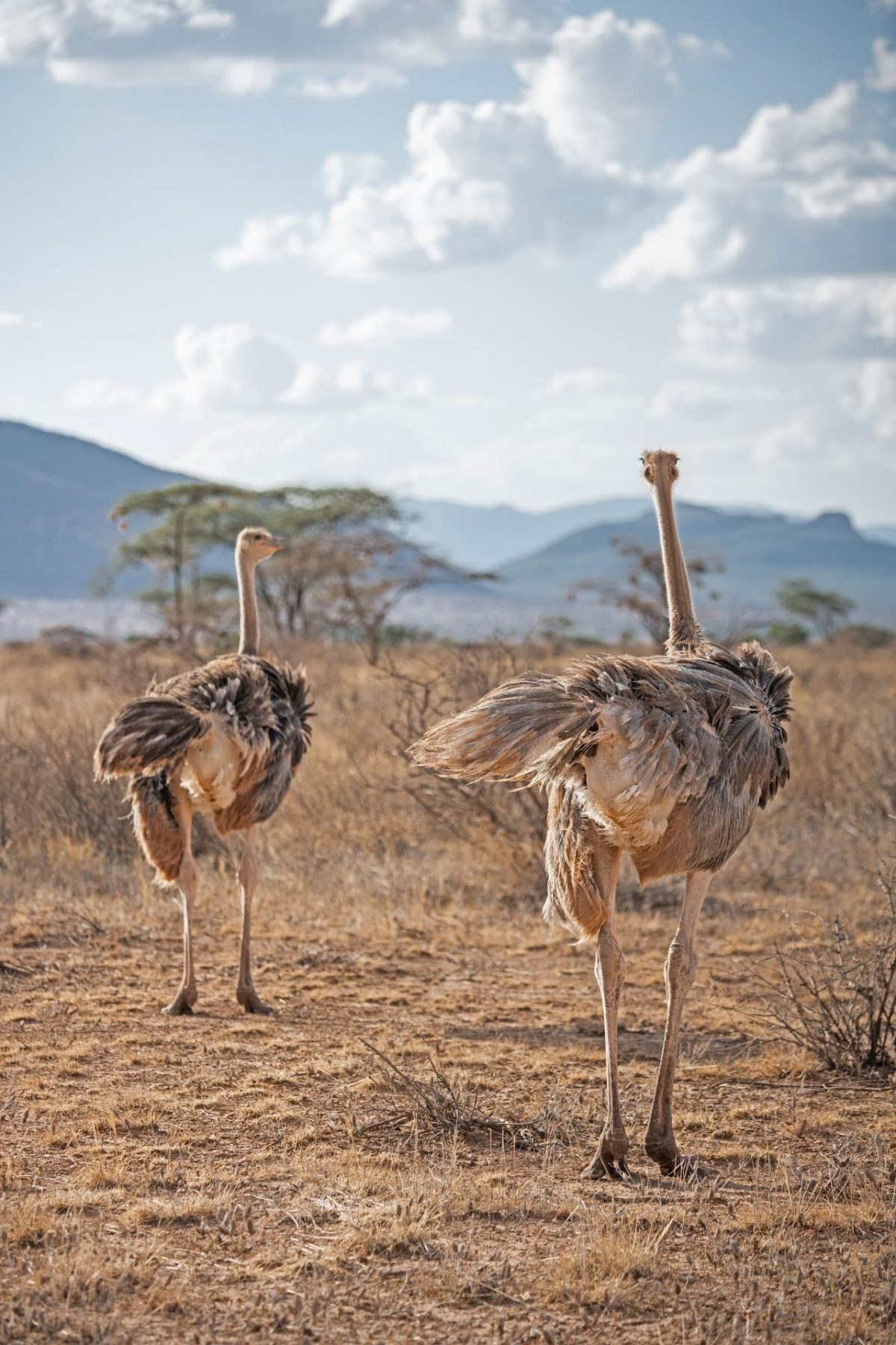 Common-Ostrich-in-Samburu