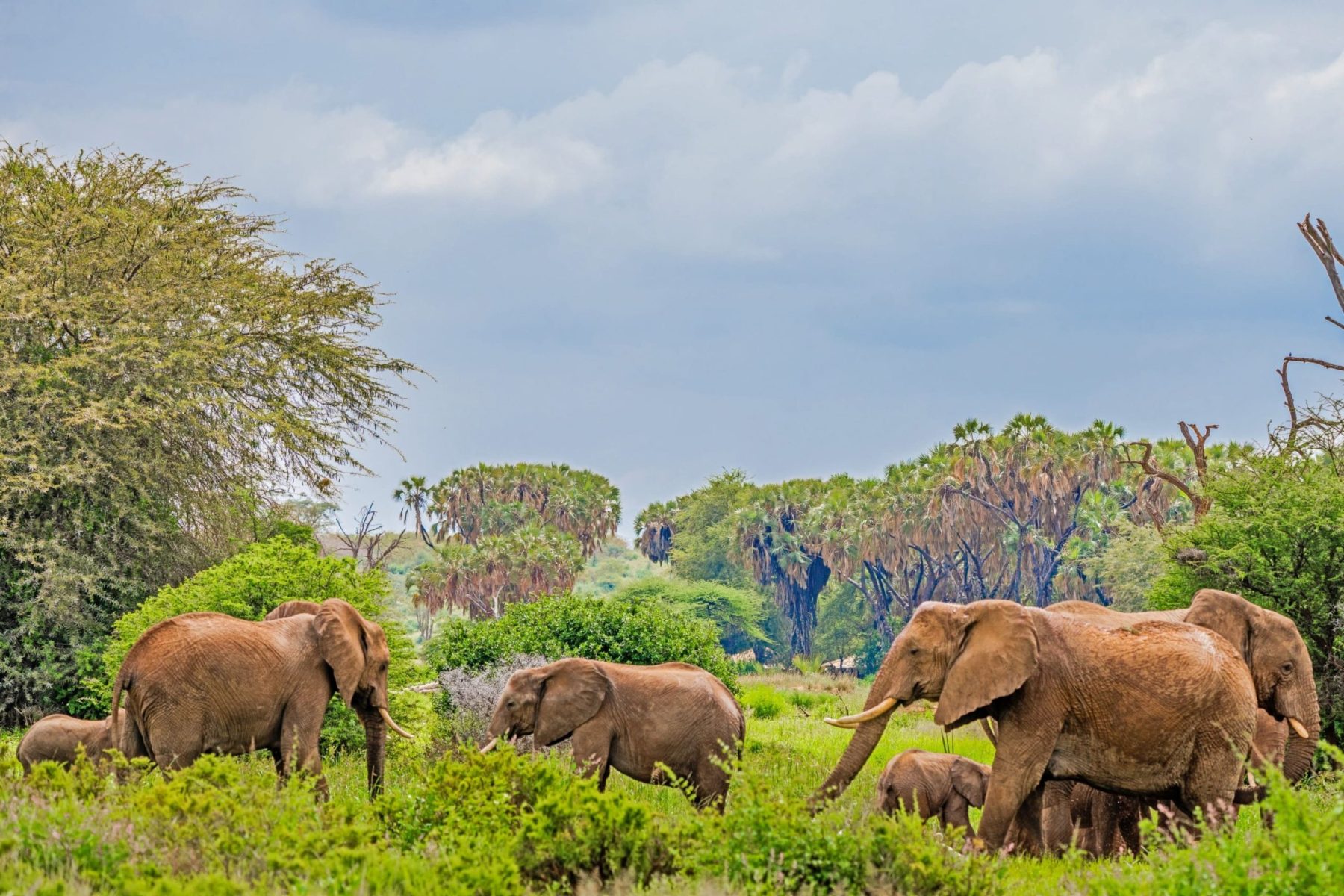 elephants-in-samburu-national-reserve