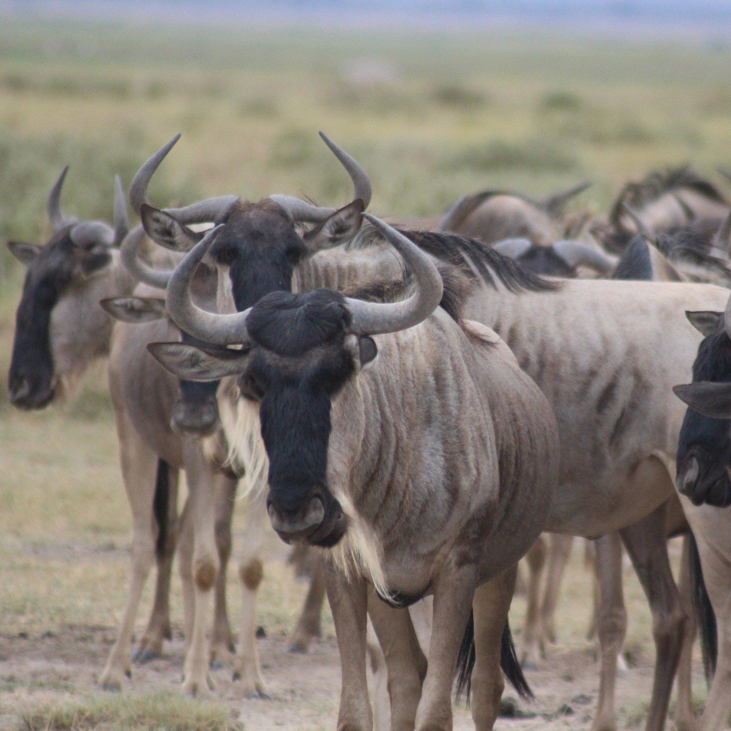 Wildebeest in mara