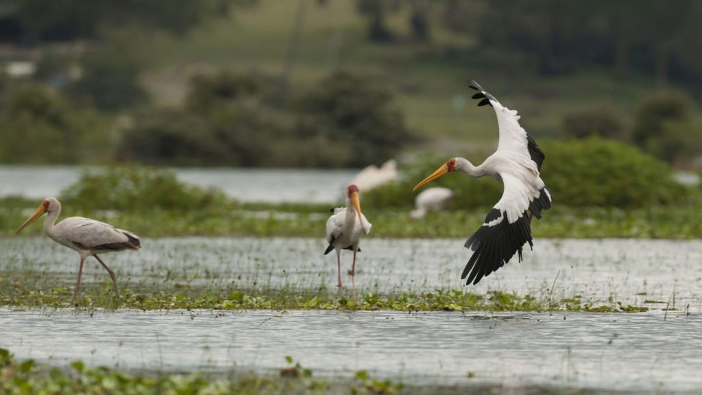 This image has an empty alt attribute; its file name is birds-lake-naivasha-1024x576.jpg