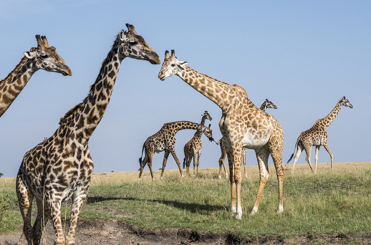 Family of Giraffes