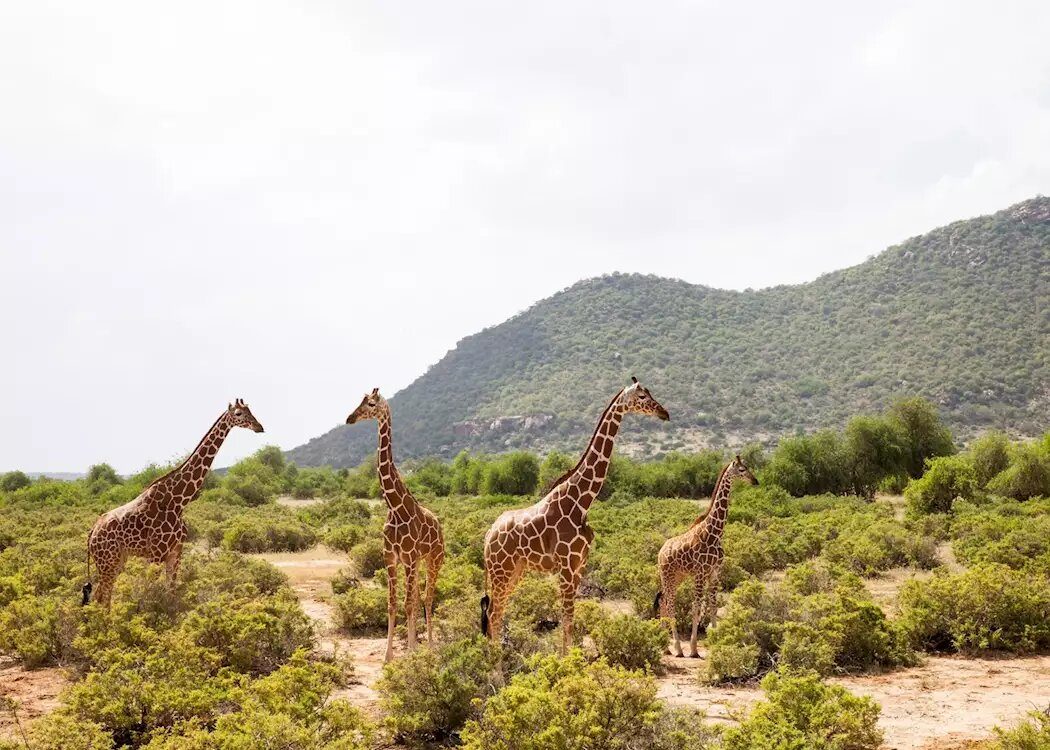 samburu giraffes