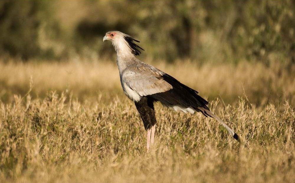 Hells gate secretary bird