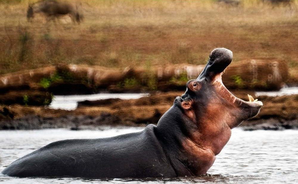 Lake Manyara National Park hippo