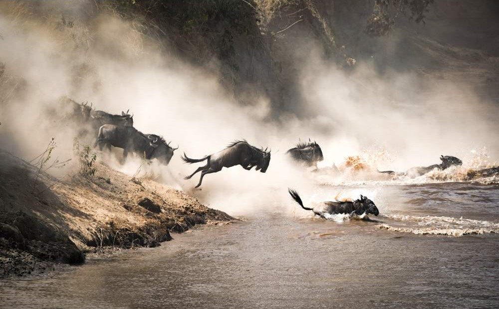 Masai mara wildebeest