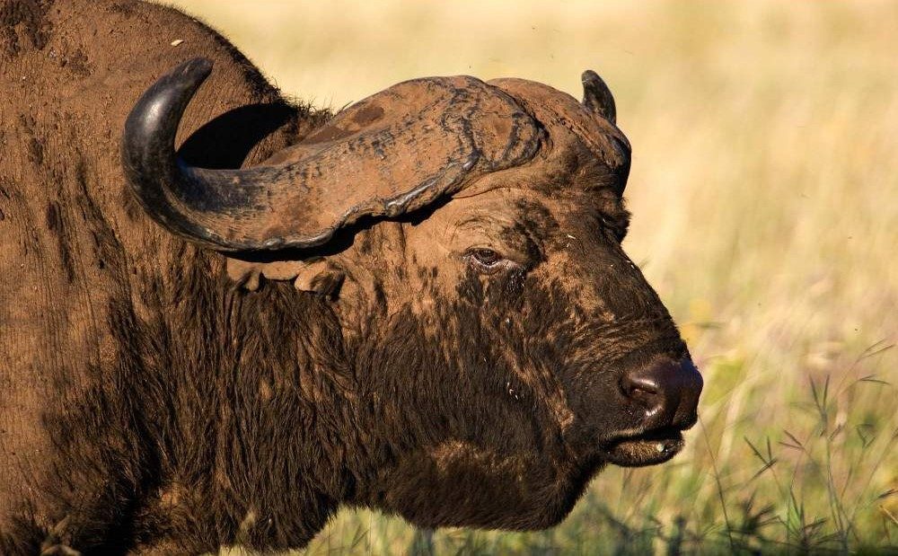 Ngorongoro buffalo