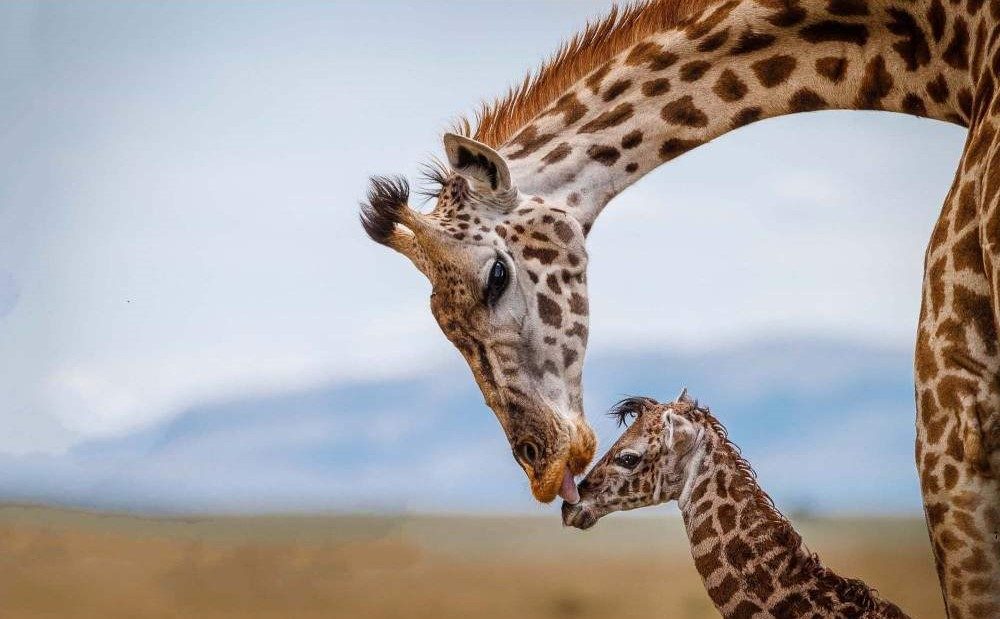 Serengeti_giraffe and calf