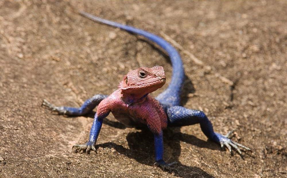 Serengeti_rock agama