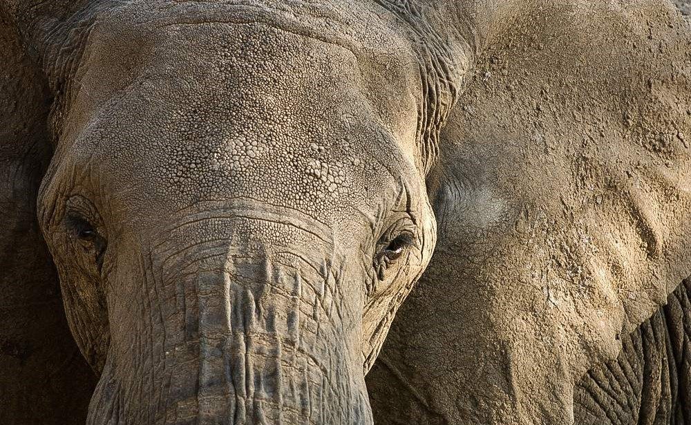 Tarangire elephant 1