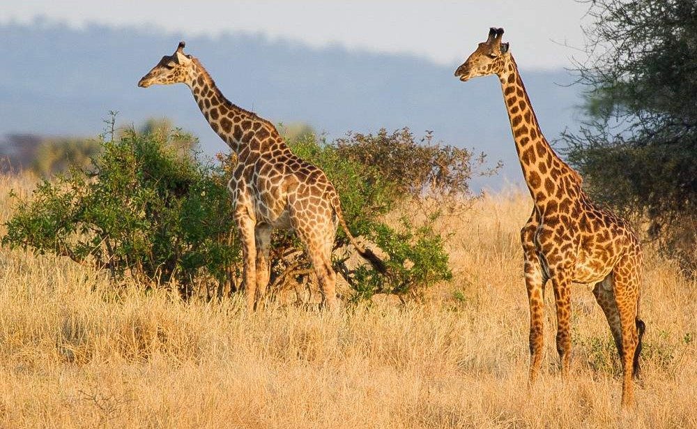 Tarangire giraffe