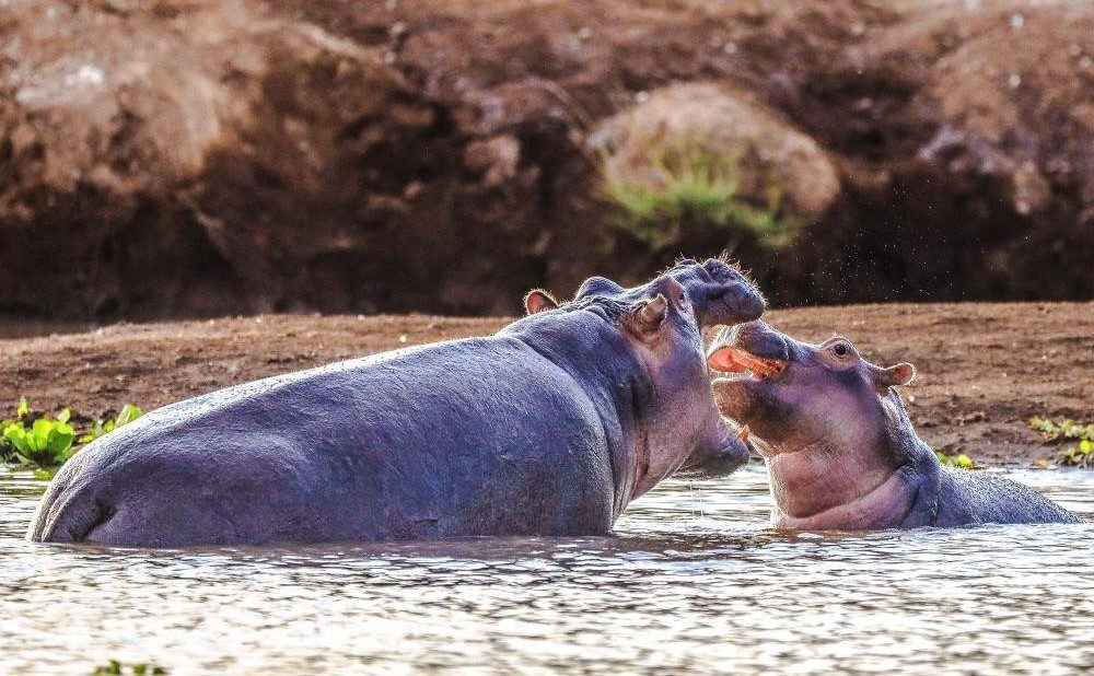 Tsavo_hippo