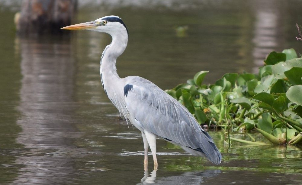 lake naivasha bird