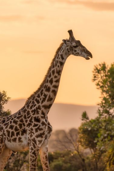 Giraffe in Masai mara