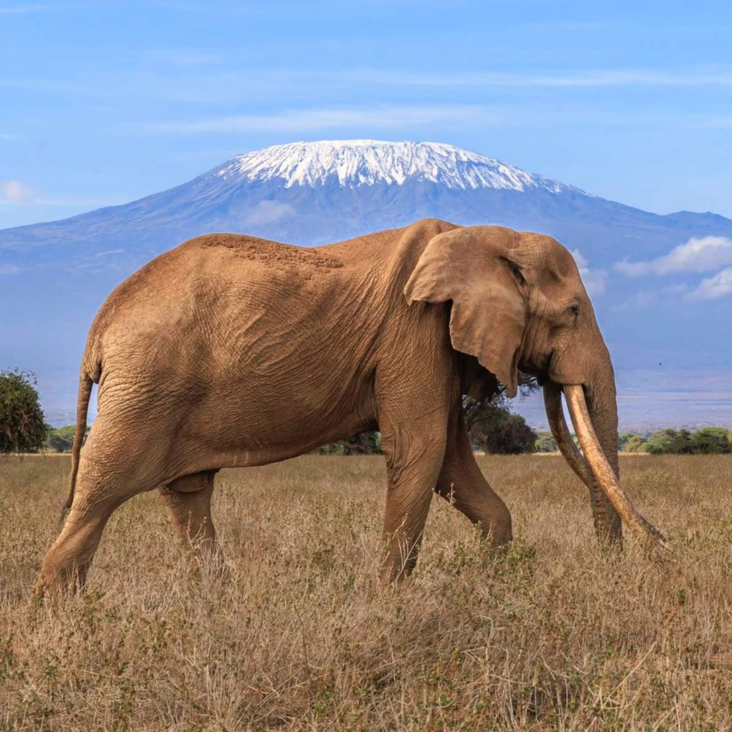 angamasafari_1770672960292