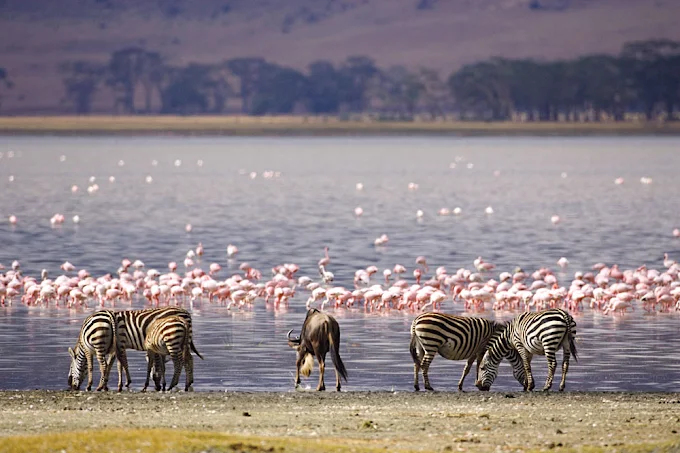 Lake Nakuru 5 (2)