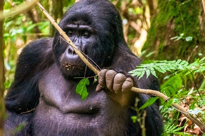 gorillas-at-gorilla-heights (1)