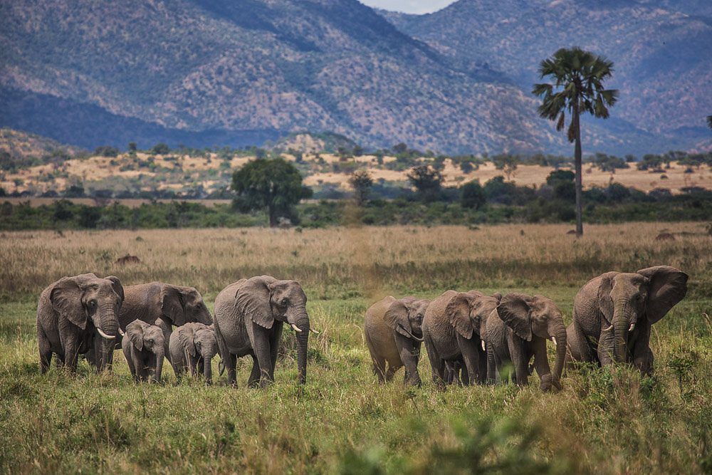 lots-of-elephants-in