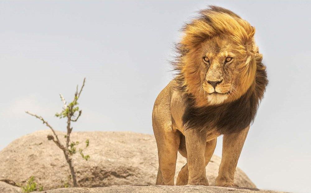 Serengeti_lion-1